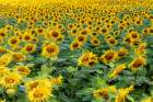 Sunflower field in bloom Jasper County-Illinois Art Print